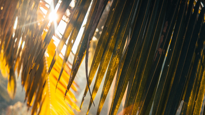 Communiqué pour la période caniculaire à venir cette semaine