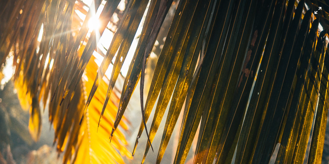 Communiqué pour la période caniculaire à venir cette semaine