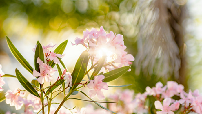 Un mot de votre comité Climat sain et bien-être